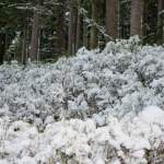 Blick in den Wald bei Edelweiss Alm - Rote 8er Gondelbahn