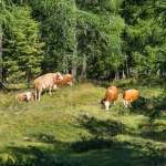 Kühe auf der Alm am Grafenberg Wagrain